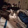 Nina is registered to the contest to win money with this photo: cat, gray_cat, white_cat, pet, animal, feline, sleepy, relaxed, lying_down, bed, bedroom, blanket, bedspread, striped_bedding, indoor, home, furniture, dresser, television, cozy