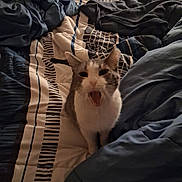Nina is registered to the contest to win money with this photo: cat, animal, pet, feline, white_cat, gray_cat, open_mouth, wide_eyed, sitting, portrait, bed, bedding, blanket, bedroom, indoors, cozy, rumpled, patterned_fabric, sleeping_area, funny