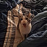 cat, animal, pet, feline, white_cat, gray_cat, open_mouth, wide_eyed, sitting, portrait, bed, bedding, blanket, bedroom, indoors, cozy, rumpled, patterned_fabric, sleeping_area, funny