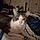 Nina