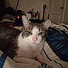 Nina is registered to the contest to win money with this photo: animal, bed, bedding, bedroom, blanket, cat, close_up, cozy, ears, feline, gray_cat, green_eyes, indoor, lying_down, pet, pink_nose, portrait, serious_expression, whiskers, white_cat