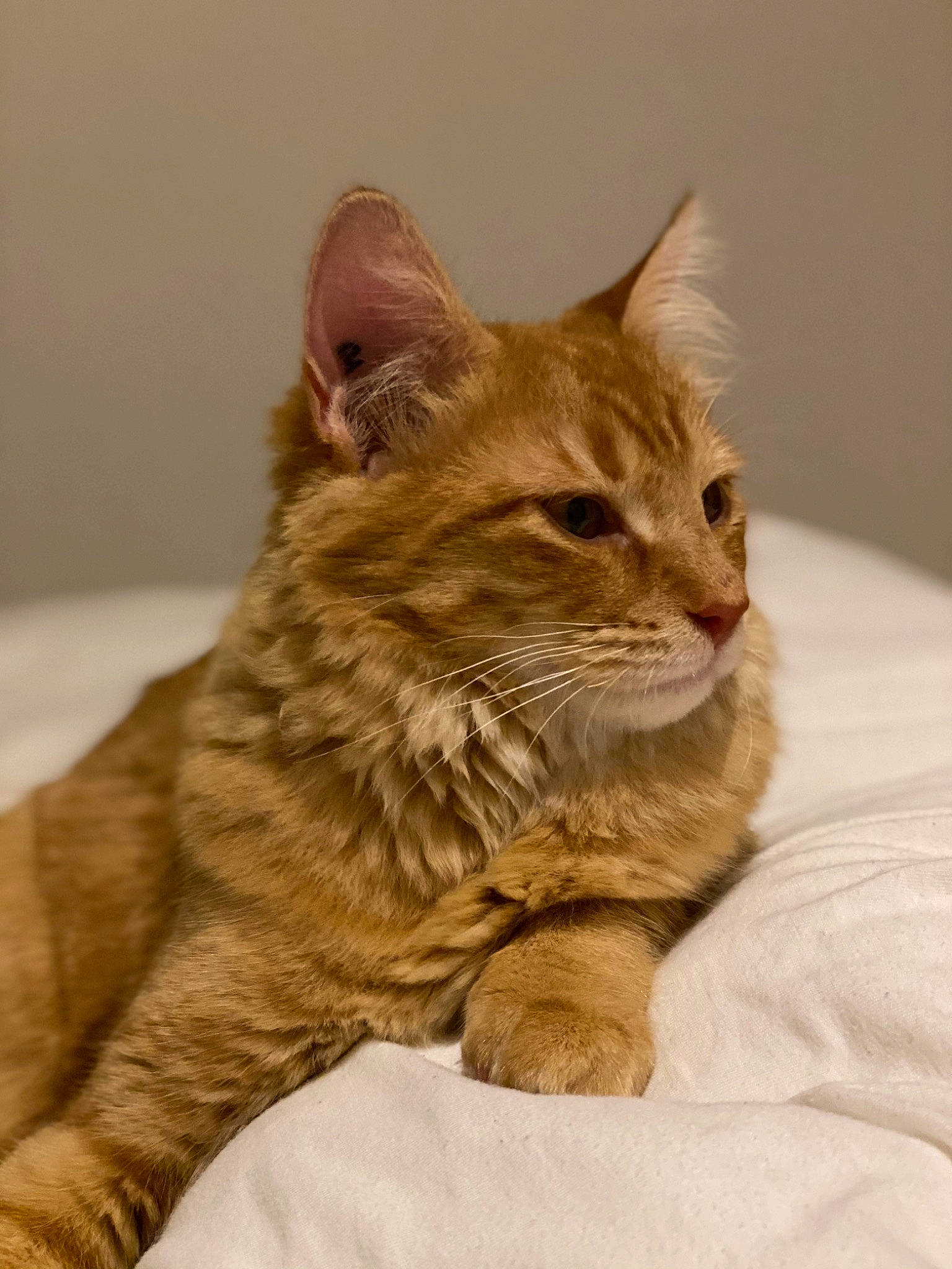 Mimichat a rejoint le concours — aidez-le/la à gagner de superbes lots ! beige, blond, brown, carnivore, cat, comfort, domestic_short_haired_cat, fawn, felidae, fur, kitten, linens, liver, mammal, skin, small_to_medium_sized_cats, snout, tan, terrestrial_animal, whiskers