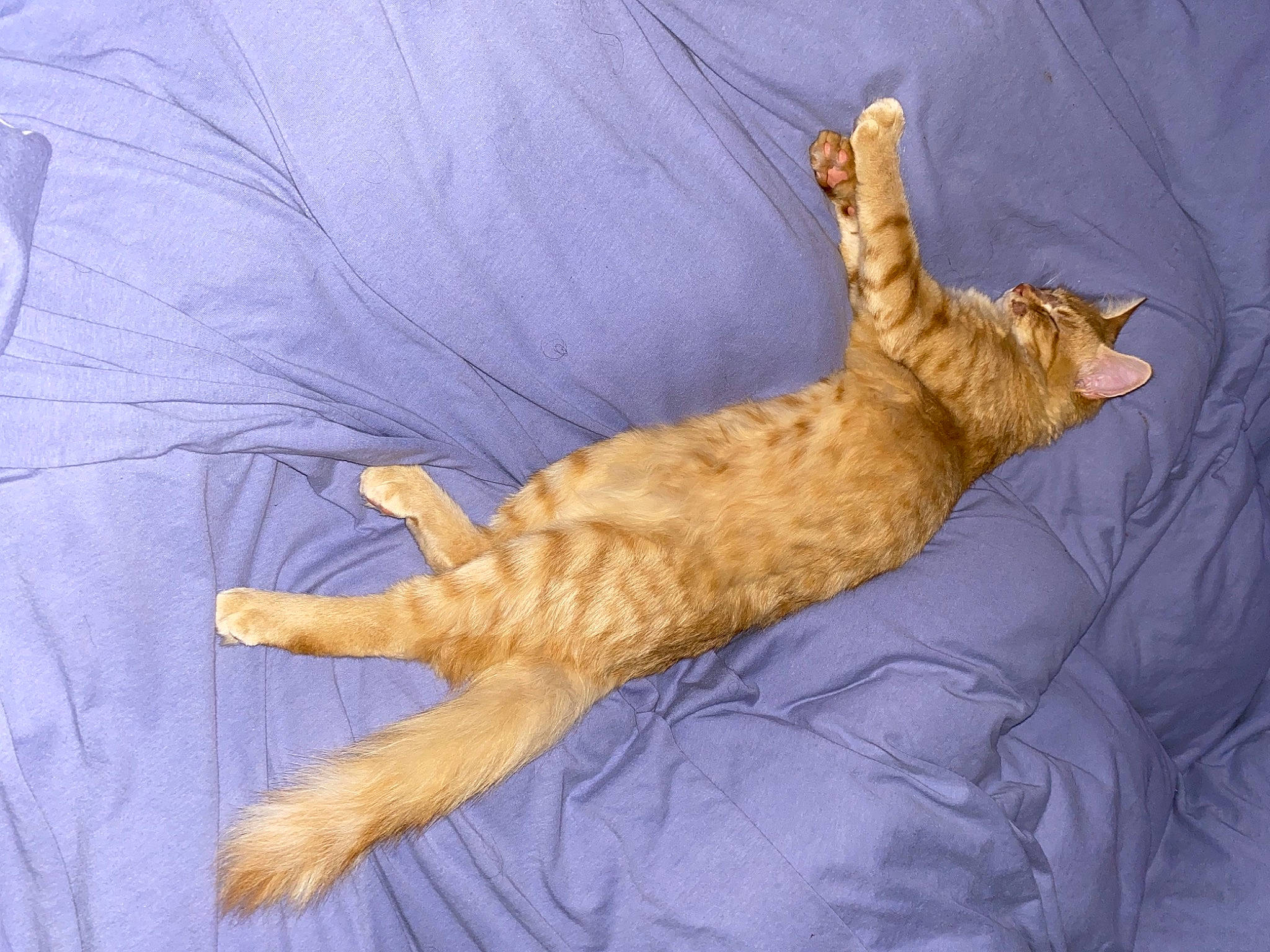 Mimichat a rejoint le concours — aidez-le/la à gagner de superbes lots ! carnivore, cat, claw, comfort, felidae, fur, orange, paw, small_to_medium_sized_cats, tail, terrestrial_animal, whiskers