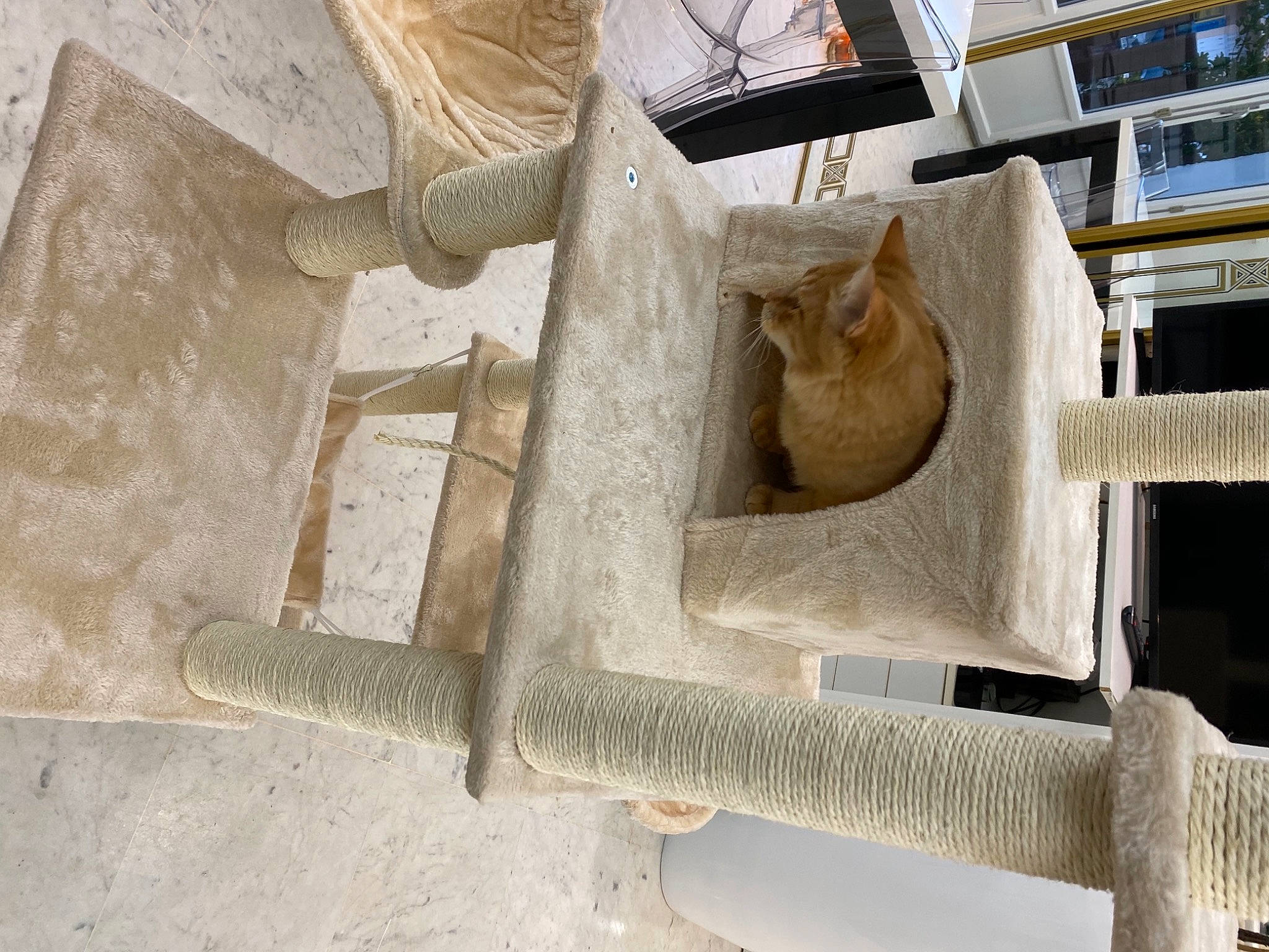 Mimichat a rejoint le concours — aidez-le/la à gagner de superbes lots ! beige, carnivore, cat, cat_furniture, cat_supply, domestic_short_haired_cat, fawn, felidae, pet_supply, small_to_medium_sized_cats, whiskers