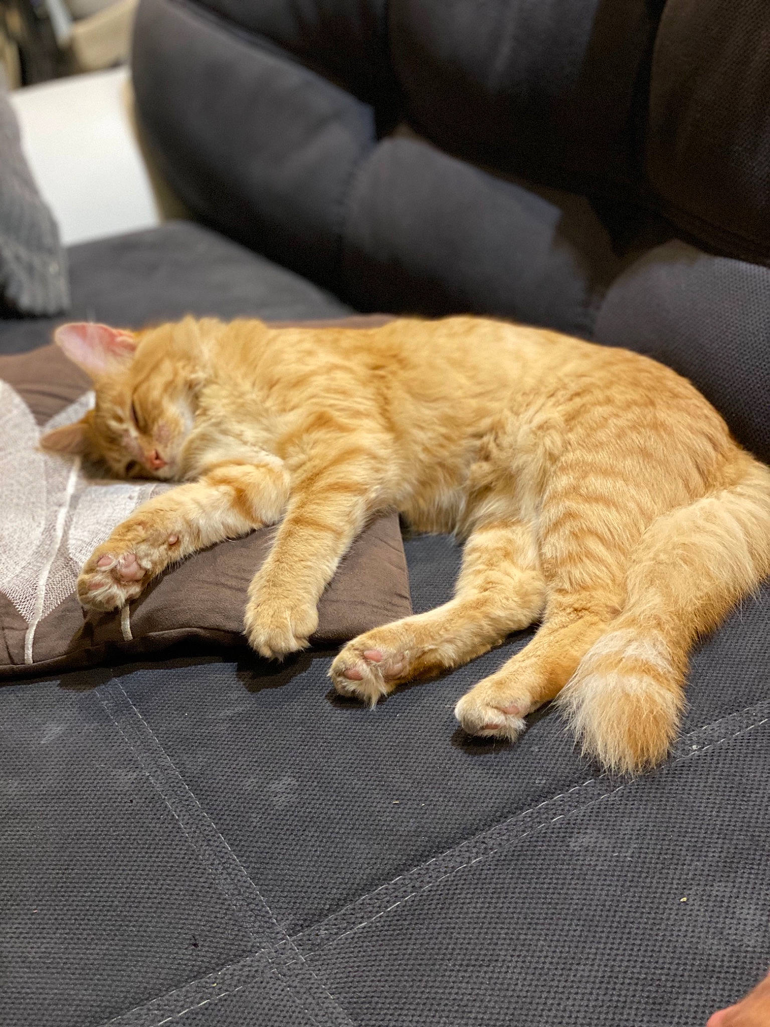 Mimichat a rejoint le concours — aidez-le/la à gagner de superbes lots ! carnivore, cat, claw, comfort, couch, felidae, fur, linens, living_room, mammal, nap, paw, sleep, small_to_medium_sized_cats, tabby_cat, tail, toe, vertebrate, whiskers