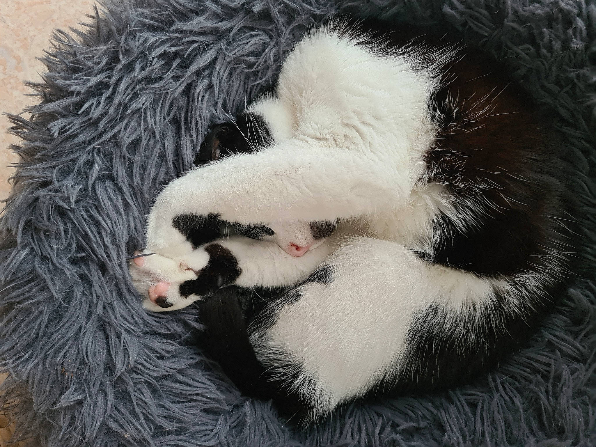 Gipsy a rejoint le concours — aidez-le/la à gagner de superbes lots ! animal_product, carnivore, cat, cat_bed, claw, comfort, felidae, fur, fur_clothing, glove, natural_material, paw, small_to_medium_sized_cats, snout, tail, terrestrial_animal, whiskers, wool, woolen