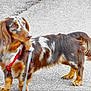 Vegas participe au concours pour gagner de l'argent avec cette photo : dog, dachshund, long_hair, leash, red_harness, outdoor, pavement, pet, canine, standing, brown, white, black, fur, animal, curious, alert, side_view, walking, companion