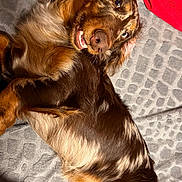 Vegas a rejoint le concours — aidez-le/la à gagner de superbes lots ! dog, brown_dog, lying_down, playful, indoor, blanket, red_pillow, beige_cloth, pet, fur, canine, smiling, closeup, resting, comfortable, cute, animal, friendly, looking_up, cozy