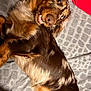 dog, brown_dog, lying_down, playful, indoor, blanket, red_pillow, beige_cloth, pet, fur, canine, smiling, closeup, resting, comfortable, cute, animal, friendly, looking_up, cozy