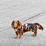 Vegas a rejoint le concours — aidez-le/la à gagner de superbes lots ! dog, dachshund, long_hair, merle, leash, harness, outdoor, pavement, curious, pet, canine, walking, standing, brown, white, black, small_dog, animal, companion, cute