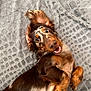 dog, dachshund, pet, lying_down, smiling, ears_flopped, fur, brown, tan, white, blanket, texture, cute, playful, happy, animal, domestic_animal, canine, resting, indoor
