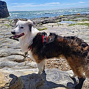 Pogo participe au concours pour gagner de l'argent avec cette photo : dog, canine, pet, outdoor, beach, rocky_shore, sea, water, sky, clouds, harness, boot, sunlight, nature, summer, animal, mammal, walking, standing, scenic