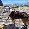 dog, canine, pet, outdoor, beach, rocky_shore, sea, water, sky, clouds, harness, boot, sunlight, nature, summer, animal, mammal, walking, standing, scenic