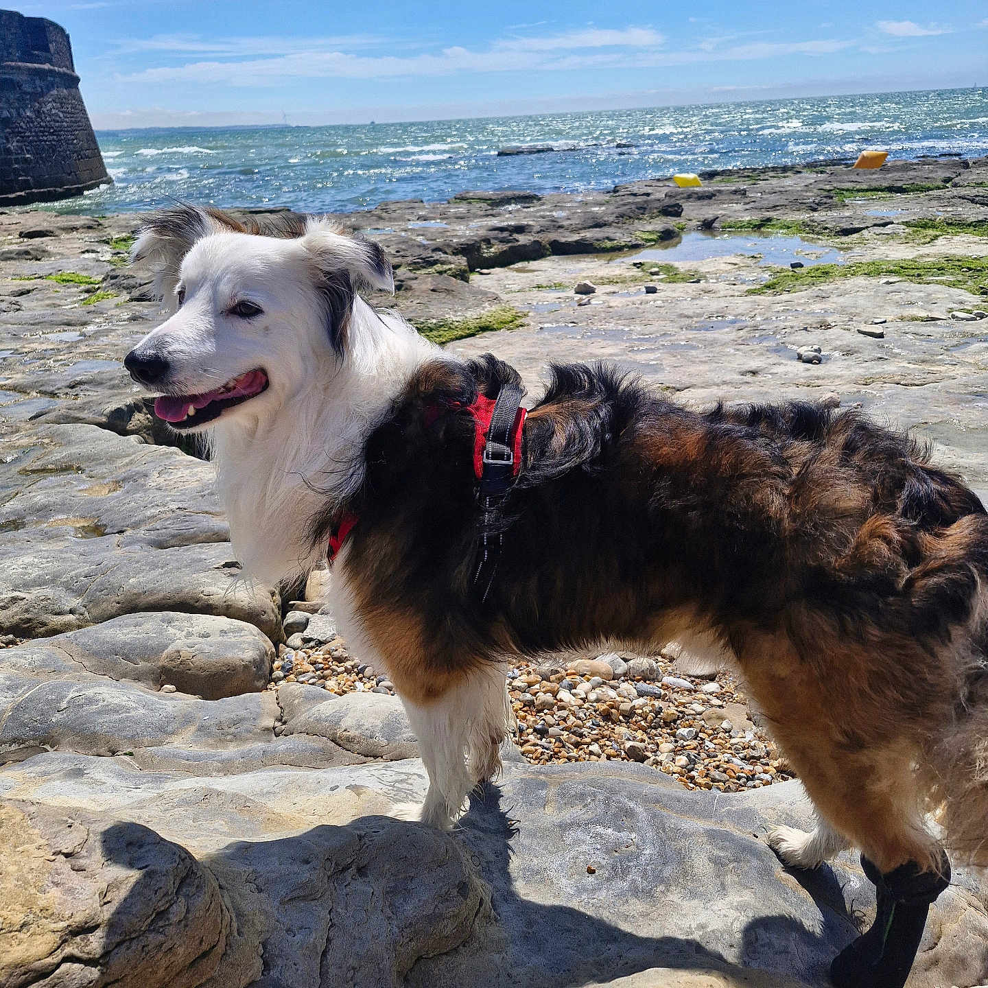 Pogo participe au concours pour gagner de l'argent avec cette photo : dog, canine, pet, outdoor, beach, rocky_shore, sea, water, sky, clouds, harness, boot, sunlight, nature, summer, animal, mammal, walking, standing, scenic