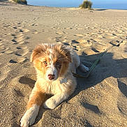 Aïka participe au concours pour gagner de l'argent avec cette photo : puppy, dog, beach, sand, leash, sunlight, outdoor, animal, pet, fur, nature, sky, daytime, cute, young, relaxing, canine, playful, adorable, summer