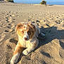 puppy, dog, beach, sand, leash, sunlight, outdoor, animal, pet, fur, nature, sky, daytime, cute, young, relaxing, canine, playful, adorable, summer