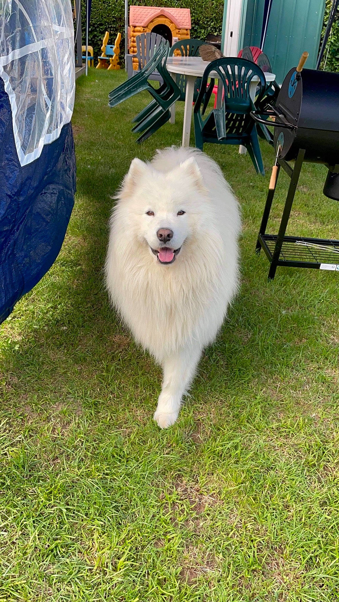 Maïko participe au concours pour gagner de l'argent avec cette photo : ancient_dog_breeds, canidae, carnivore, chair, companion_dog, dog, dog_breed, german_spitz, german_spitz_mittel, grass, herding_dog, indian_spitz, non_sporting_group, samoyed, spitz, sporting_group, volpino_italiano, working_dog