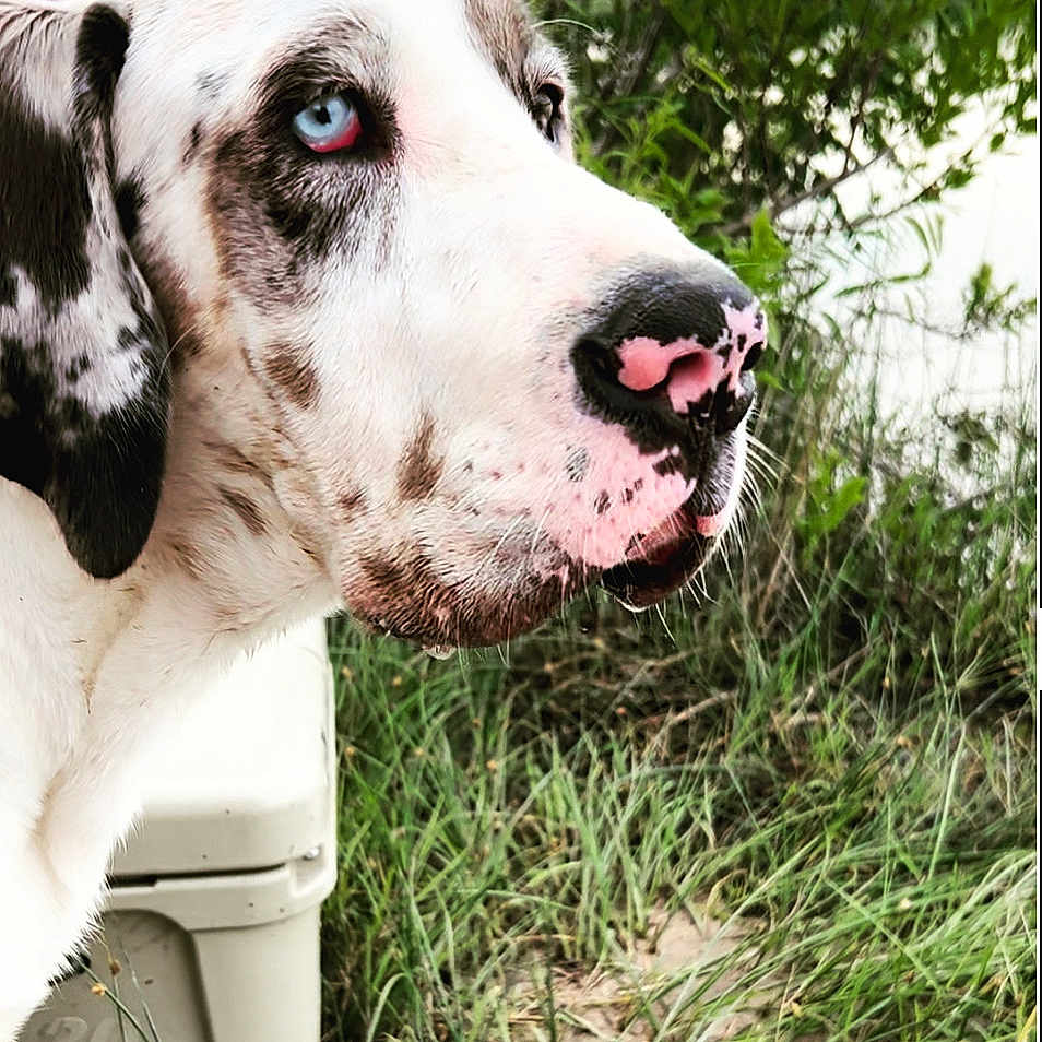 Chunk is registered to the contest to win money with this photo: animal, bodypart, canine, dalmatian, dog, grass, greatdane, hound, mouth, person, pet, plant, pointer, puppy, tongue