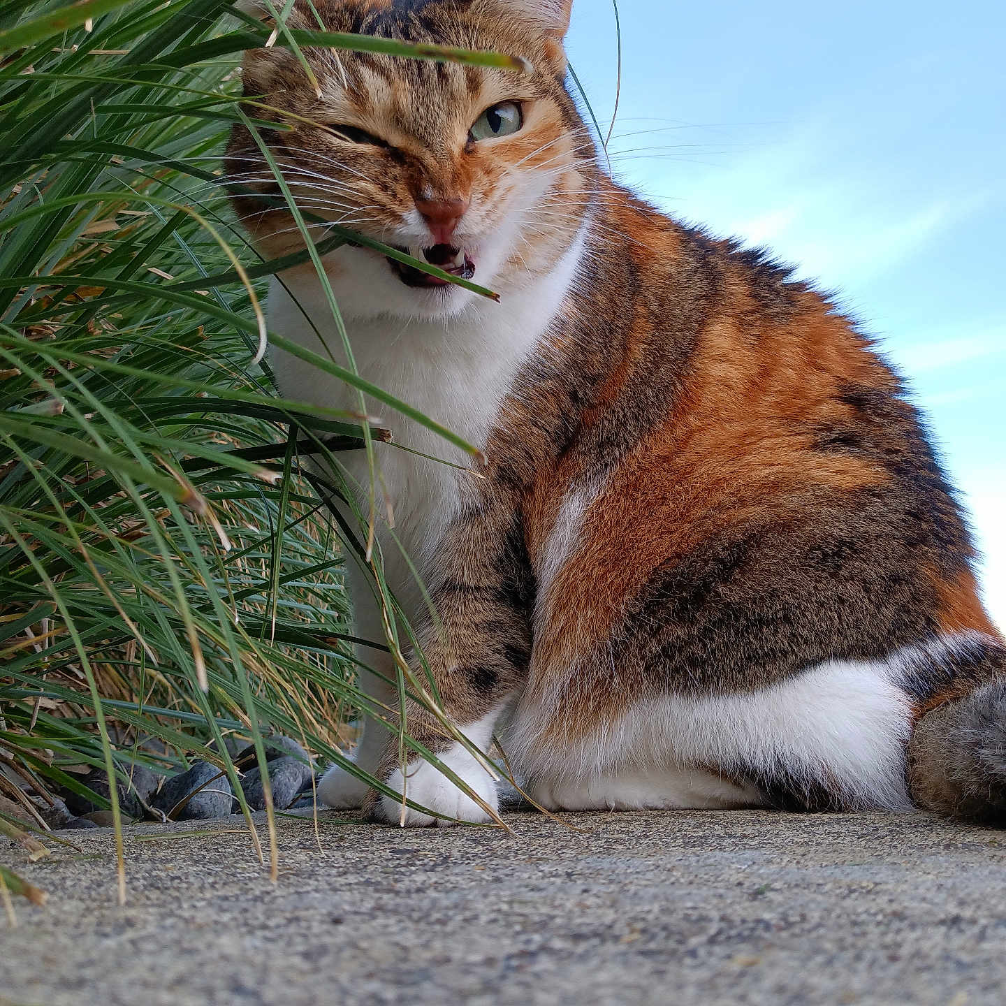 Hulu joined the competition — help win amazing prizes! abyssinian, alloywheel, animal, car, carwheel, cat, grass, gravel, hardwood, kitten, machine, manx, pet, plant, reed, road, spoke, tire, transportation, wood