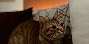 Juniper a rejoint le concours — aidez-le/la à gagner de superbes lots ! cat, tabby, indoor, cushion, pillows, cozy, feline, pet, brown, striped, resting, looking, soft, comfort, warm, domestic, animal, relaxed, closeup, cute
