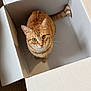 Juniper participe au concours pour gagner de l'argent avec cette photo : cat, orange_tabby, cardboard_box, pet, animal, curious, indoor, feline, whiskers, tail, floor, home, looking_up, domestic_cat, striped, cute, kitten, playful, box, sitting