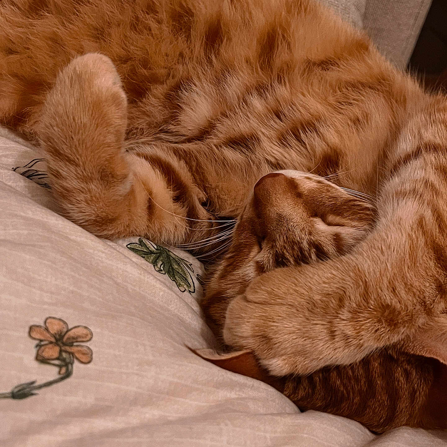 Juniper participe au concours pour gagner de l'argent avec cette photo : blanket, cat, close_up, comfort, cozy, curled_up, cute, feline, floral_pattern, fur, ginger_cat, home, indoor, paws, pet, relaxed, resting, sleeping, soft, whiskers