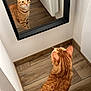 Juniper participe au concours pour gagner de l'argent avec cette photo : cat, orange_tabby, mirror, reflection, wooden_floor, indoor, pet, curious, feline, animal, corner, wall, floor_tile, ears, whiskers, domestic_cat, looking, standing, home, fur