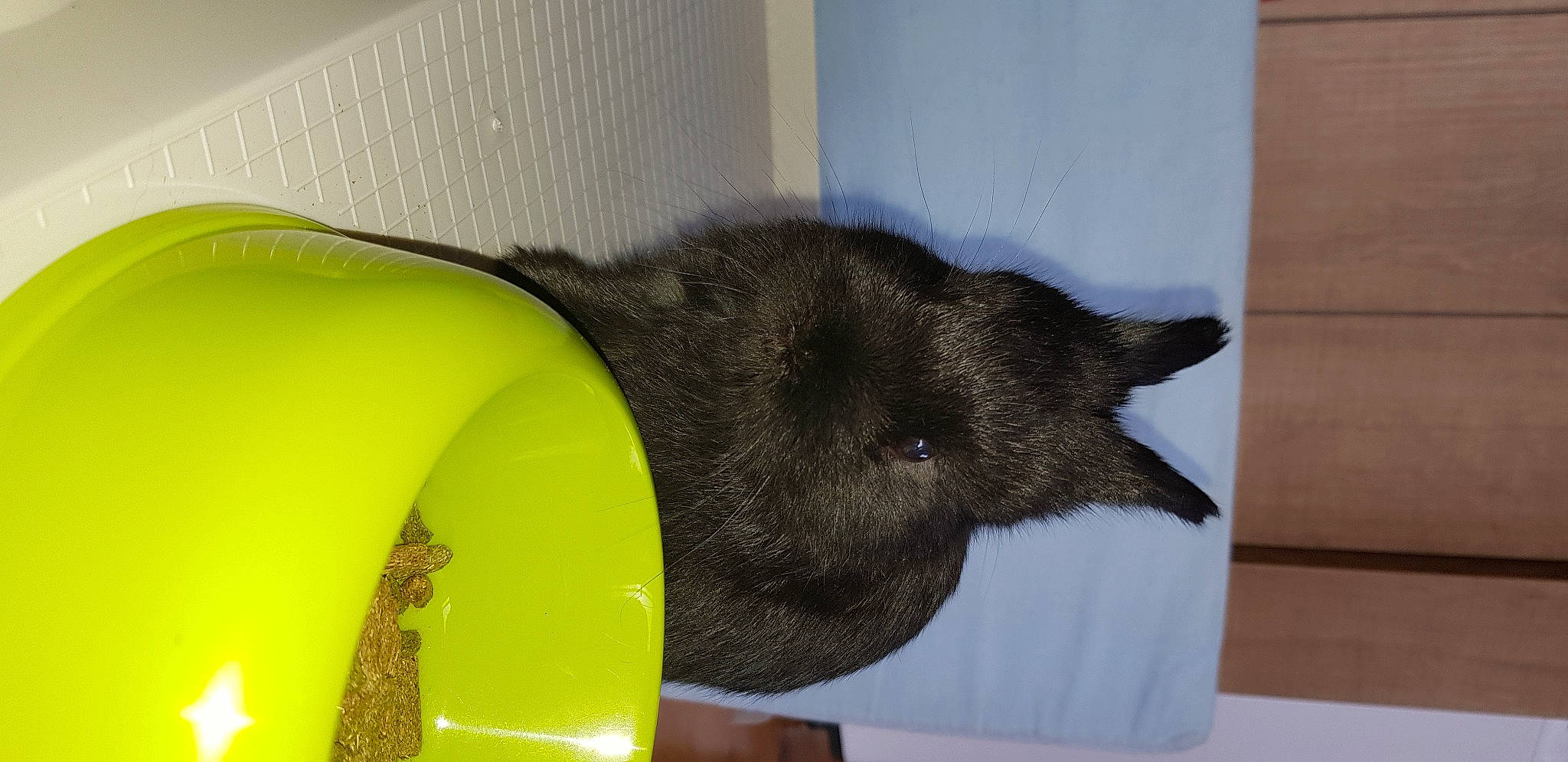 Yuma a rejoint le concours — aidez-le/la à gagner de superbes lots ! black_cat, canidae, carnivore, cat, felidae, small_to_medium_sized_cats, tail