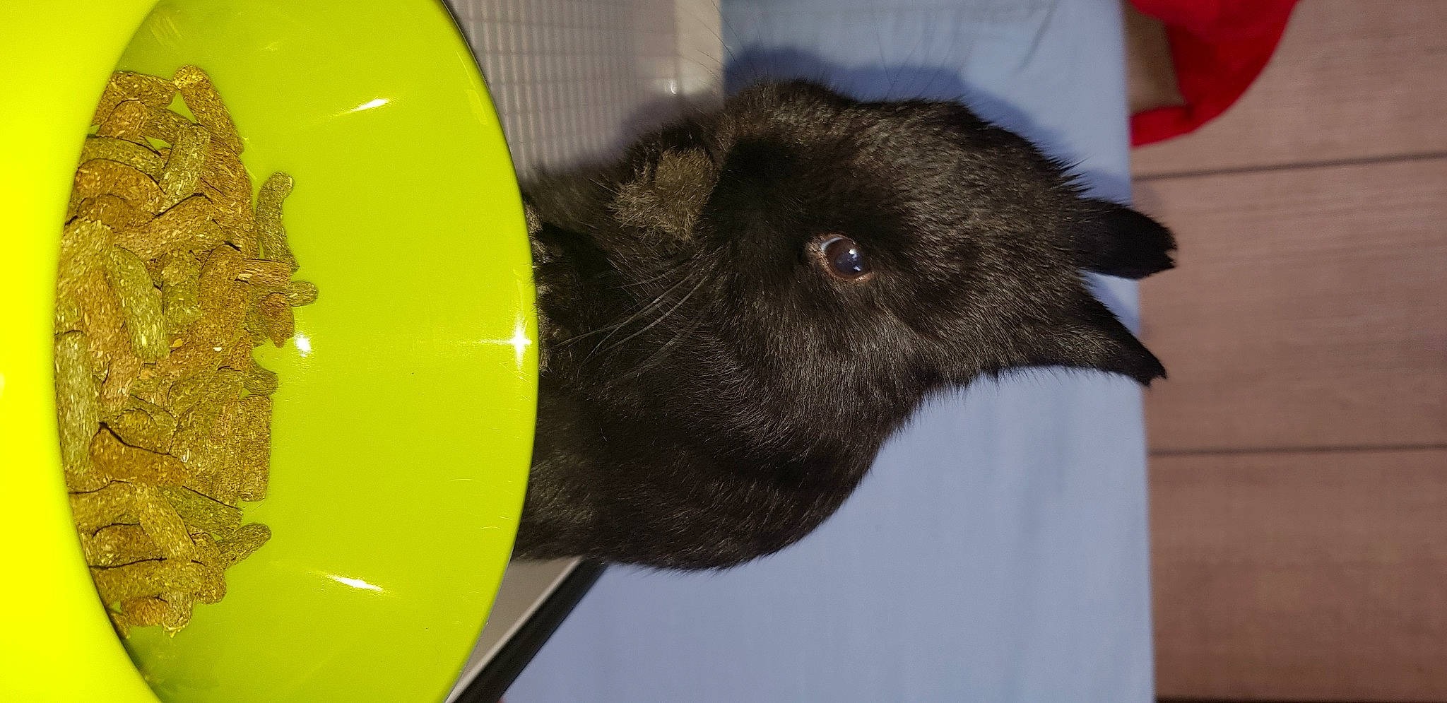 Yuma a rejoint le concours — aidez-le/la à gagner de superbes lots ! hamster, muroidea, rat, rodent