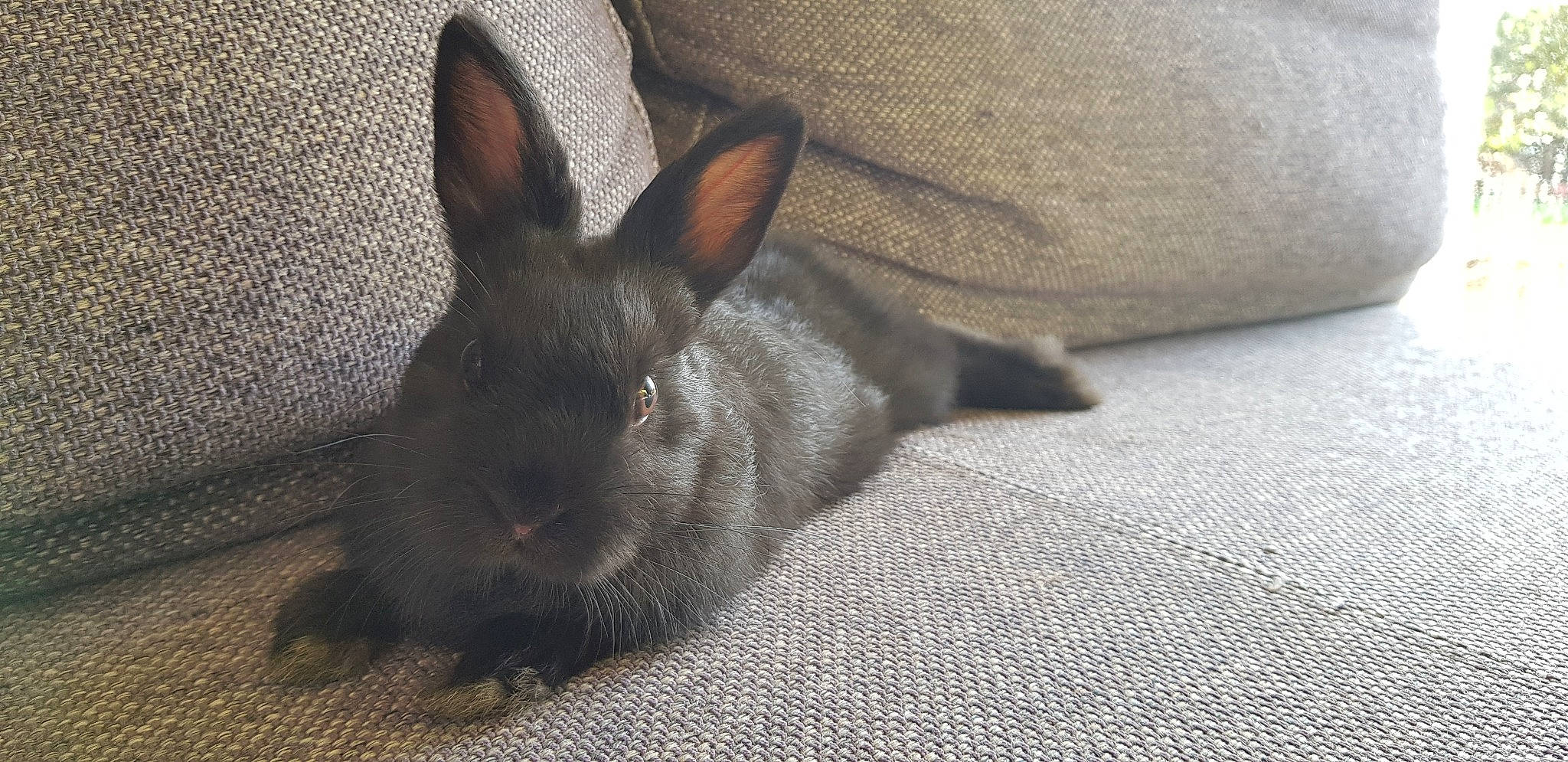 Yuma a rejoint le concours — aidez-le/la à gagner de superbes lots ! domestic_rabbit, ear, fawn, fur, hare, rabbit, rabbits_and_hares, skin, snout, whiskers, wildlife
