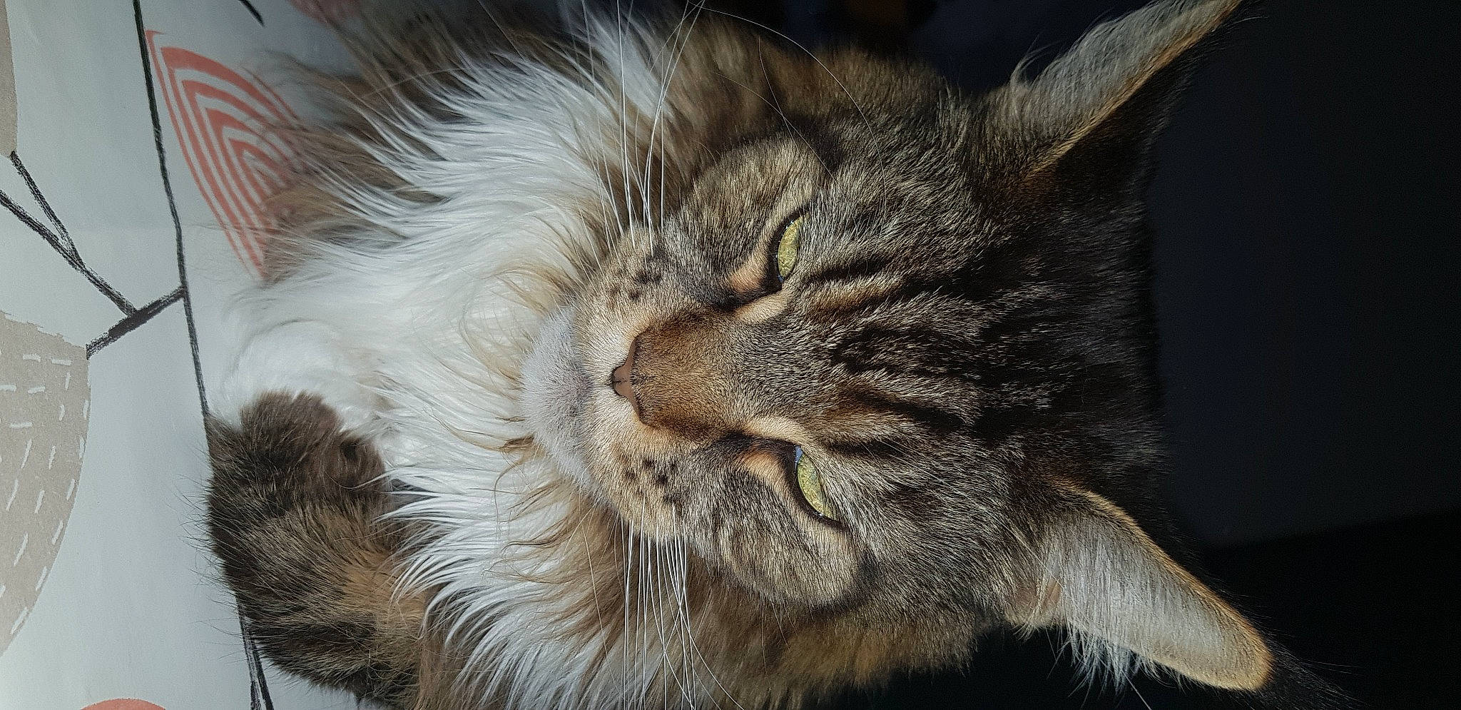 In-love participe au concours pour gagner de l'argent avec cette photo : asian, british_semi_longhair, carnivore, cat, claw, close_up, domestic_long_haired_cat, dragon_li, european_shorthair, felidae, fur, maine_coon, mammal, norwegian_forest_cat, pixie_bob, siberian, small_to_medium_sized_cats, snout, tabby_cat, whiskers