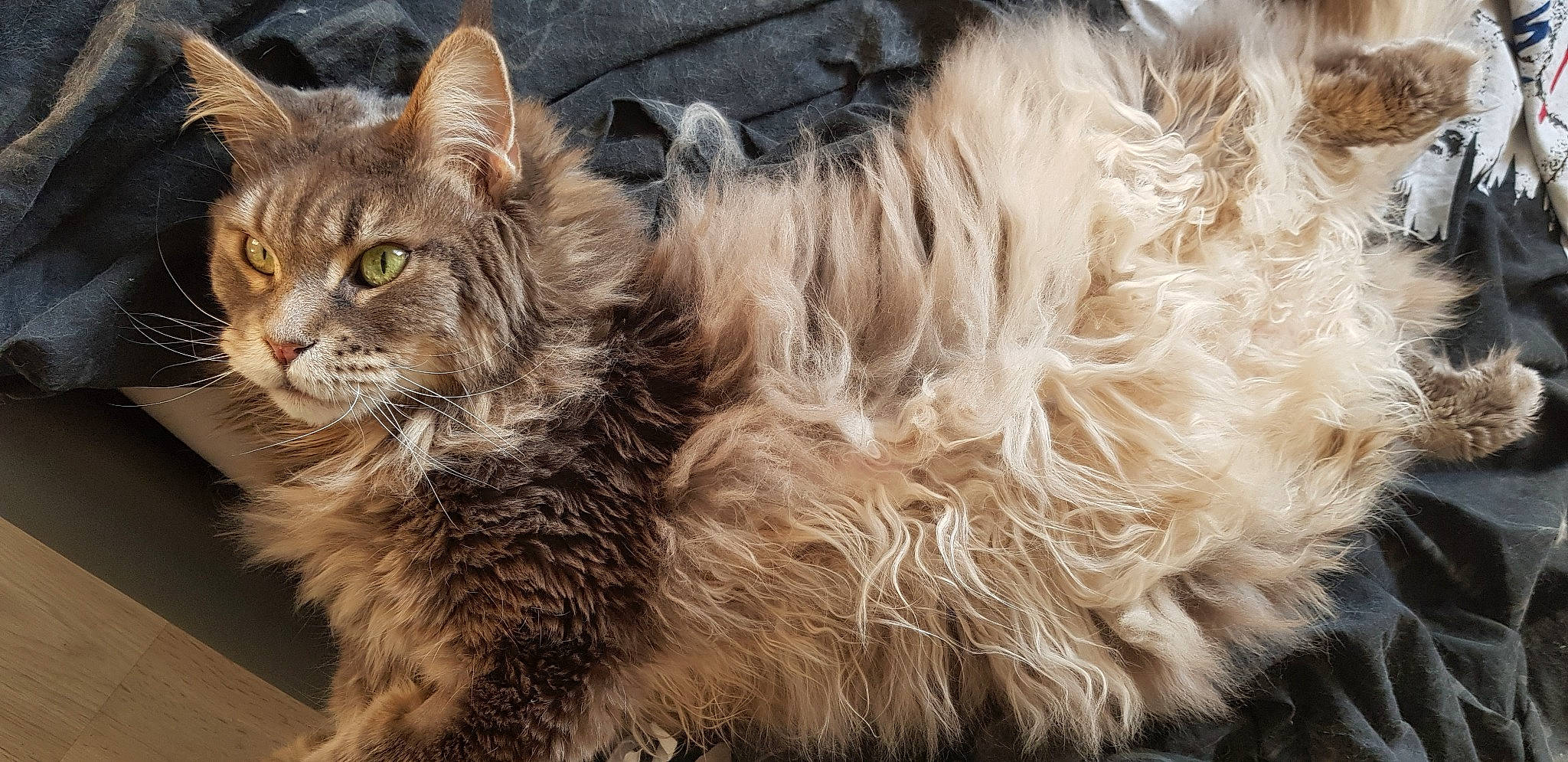 Grâce participe au concours pour gagner de l'argent avec cette photo : american_bobtail, asian_semi_longhair, british_longhair, british_semi_longhair, carnivore, cat, domestic_long_haired_cat, fawn, felidae, fur, laperm, maine_coon, mammal, norwegian_forest_cat, pixie_bob, ragamuffin, selkirk_rex, small_to_medium_sized_cats, vertebrate, whiskers