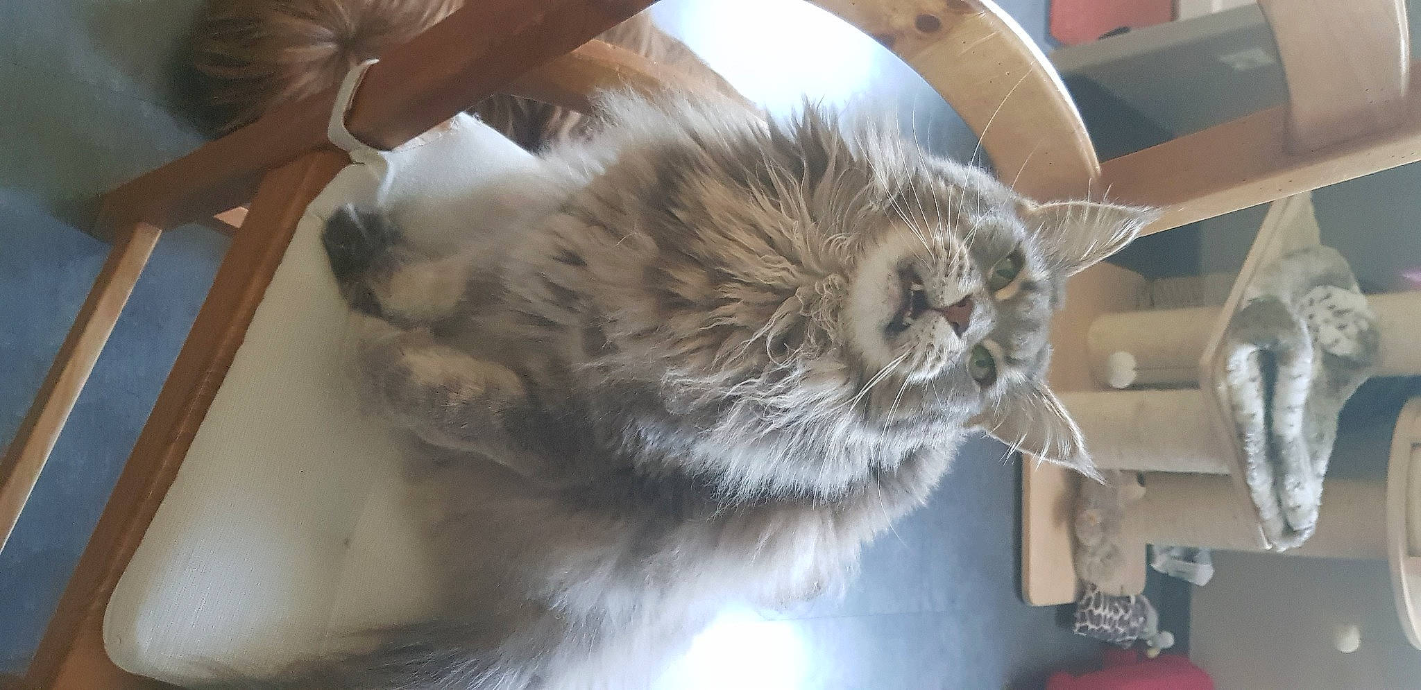 Grâce participe au concours pour gagner de l'argent avec cette photo : british_longhair, carnivore, cat, domestic_long_haired_cat, ear, fawn, felidae, fur, maine_coon, norwegian_forest_cat, ragamuffin, small_to_medium_sized_cats, snout, whiskers