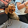 Pumpkin joined the competition — help win amazing prizes! dog, small_dog, pet, indoor, person, tattoo, hand, phone, couch, clothing, pants, shirt, sitting, cozy, relaxed, furniture, home, cute, animal, companion