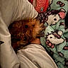 Pumpkin joined the competition — help win amazing prizes! dog, blanket, bed, bedding, fur, pet, cozy, indoor, resting, cute, small_dog, sleepy, furry, animal, warm, patterned_blanket, soft, comfort, snuggled, relaxed