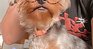 Pumpkin is registered to the contest to win money with this photo: dog, person, cat, indoor, selfie, filter, glasses, bear_ears, pet, kitchen, furniture, home, animal, cute, casual, relaxed, portrait, small_dog, sitting, companion