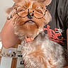 dog, person, cat, indoor, selfie, filter, glasses, bear_ears, pet, kitchen, furniture, home, animal, cute, casual, relaxed, portrait, small_dog, sitting, companion