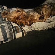 Pumpkin joined the competition — help win amazing prizes! dog, sleeping, blanket, pillow, cozy, fur, rest, indoor, pet, cute, relaxation, brown, small_dog, comfort, close_up, soft_texture, animal, nap, peaceful, warm_lighting
