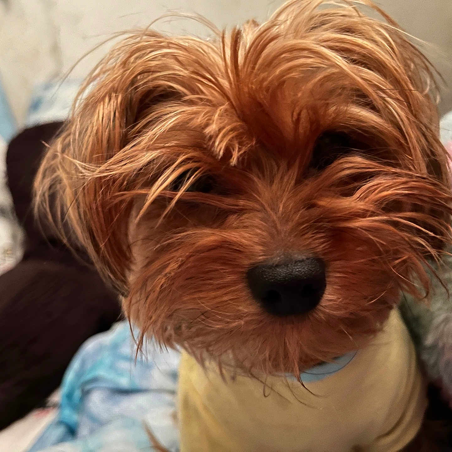 Pumpkin joined the competition — help win amazing prizes! dog, small_dog, close_up, pet, fur, scruffy, nose, indoor, blanket, pillow, cozy, cute, portrait, animal, mammal, household, shaggy, furry, companion, teddy_bear