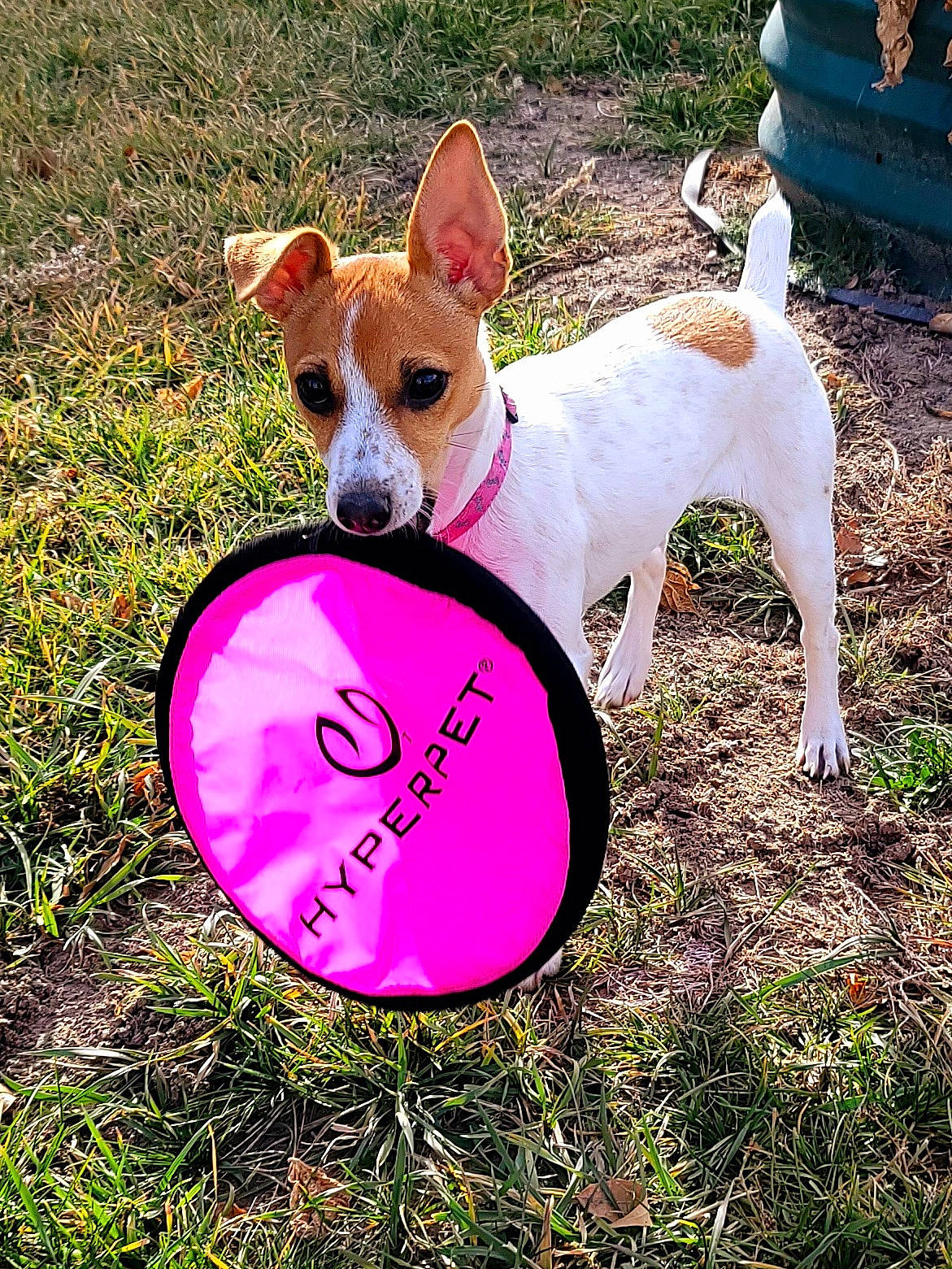 Luna joined the competition — help win amazing prizes! canidae, carnivore, circle, collar, companion_dog, dog, dog_breed, dog_supply, fawn, grass, happy, magenta, mammal, musical_instrument, plant, snout, tail, toy_dog, vertebrate, whiskers