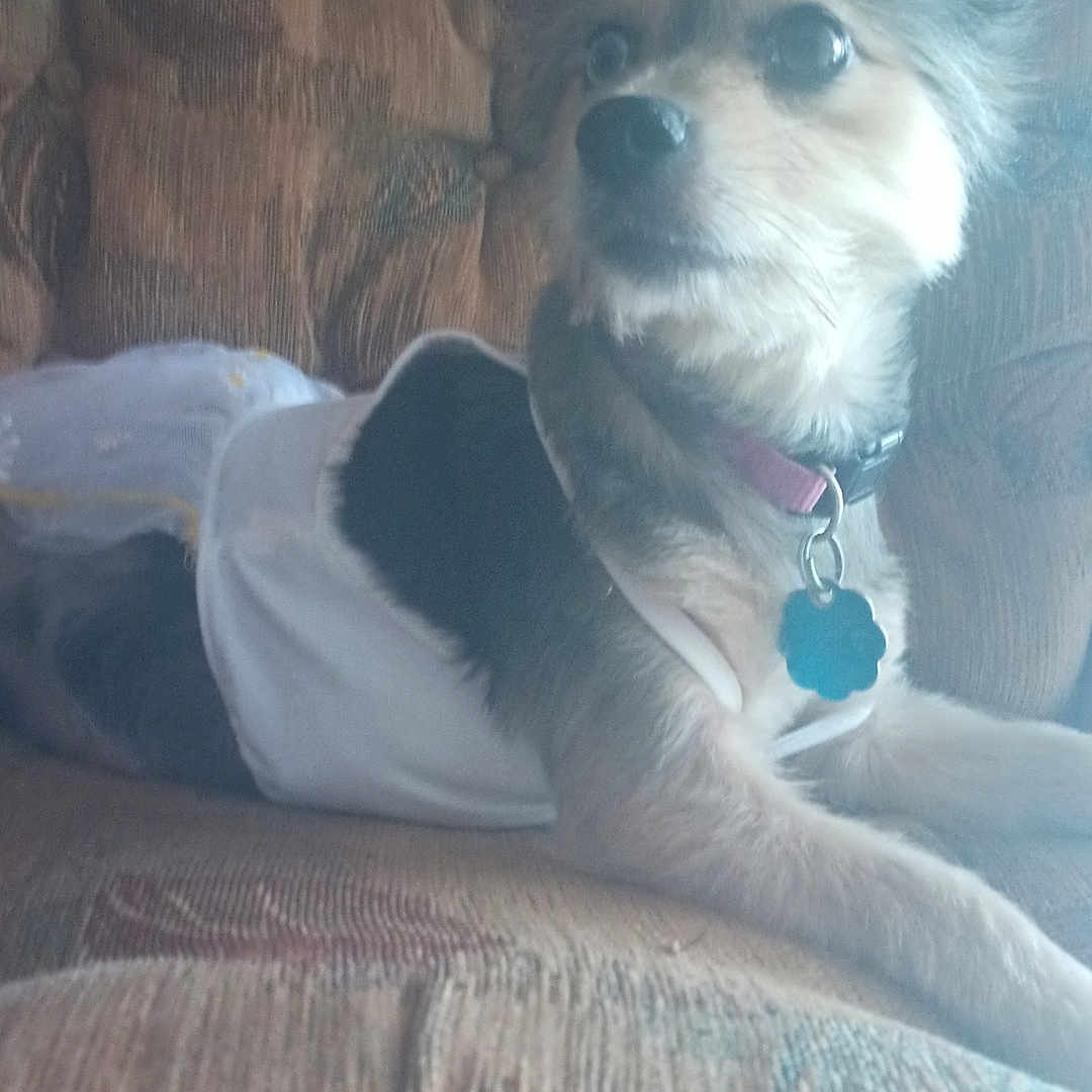 Mazy Lou is registered to the contest to win money with this photo: animal, collar, couch, cozy, curious, dog, dress, fur, furniture, home, indoor, laying, looking_away, pattern, pet, relaxed, small_dog, soft_light, tag, textile