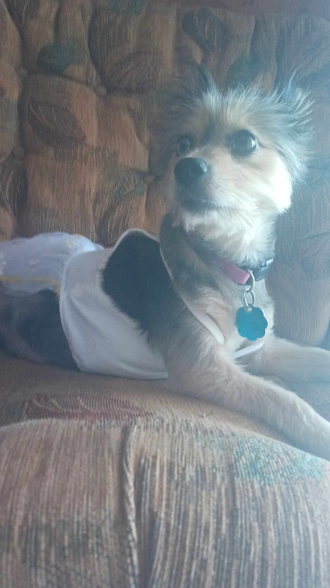 Mazy Lou is registered to the contest to win money with this photo: dog, pet, dress, couch, furniture, indoor, curious, animal, collar, tag, fur, laying, pattern, textile, home, cozy, relaxed, small_dog, looking_away, soft_light