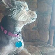 Mazy Lou is registered to the contest to win money with this photo: dog, pet, collar, tag, fur, ears, blue_eyes, armchair, indoor, cozy, brown, patterned_fabric, sitting, side_view, small_dog, furniture, looking, relaxed, domestic_animal, companion