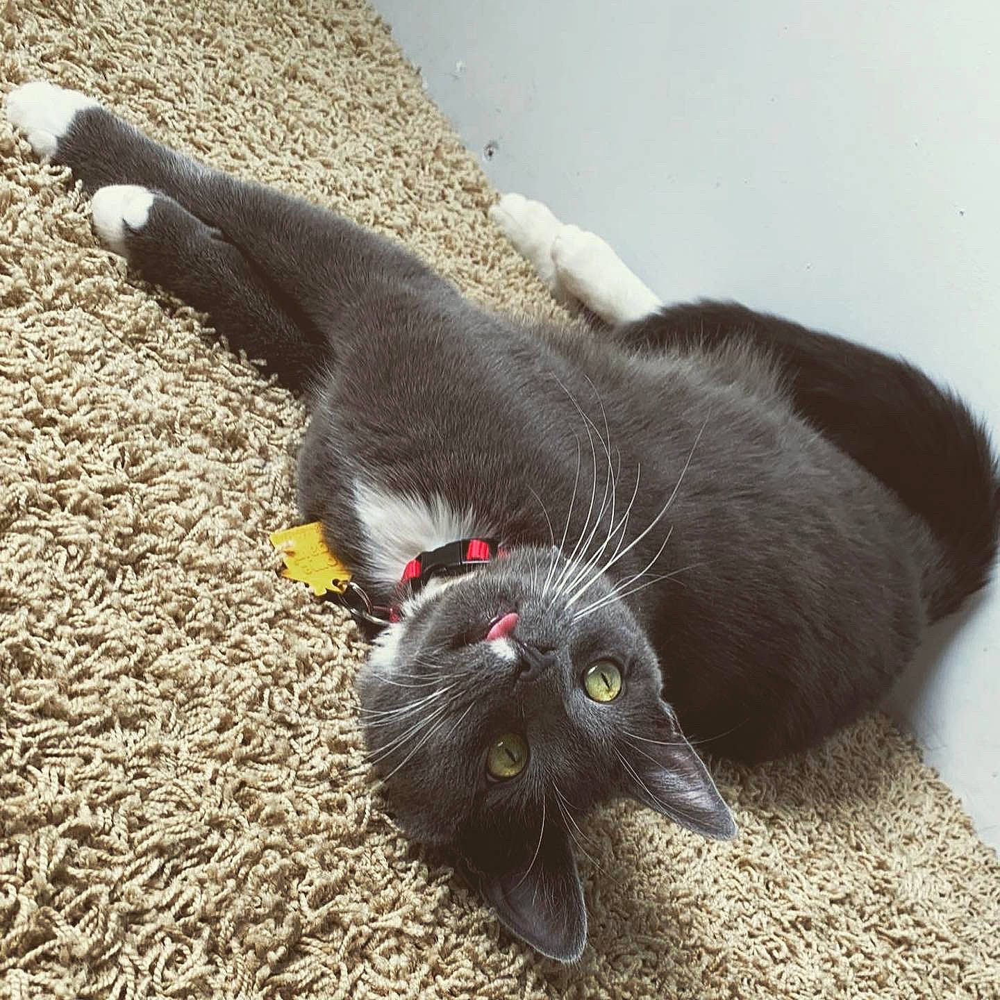 Harrison joined the competition — help win amazing prizes! asphalt, black_cat, bombay, carnivore, cat, cat_toy, claw, domestic_short_haired_cat, felidae, foot, fur, grass, paw, plant, road_surface, small_to_medium_sized_cats, snout, tail, terrestrial_animal, whiskers