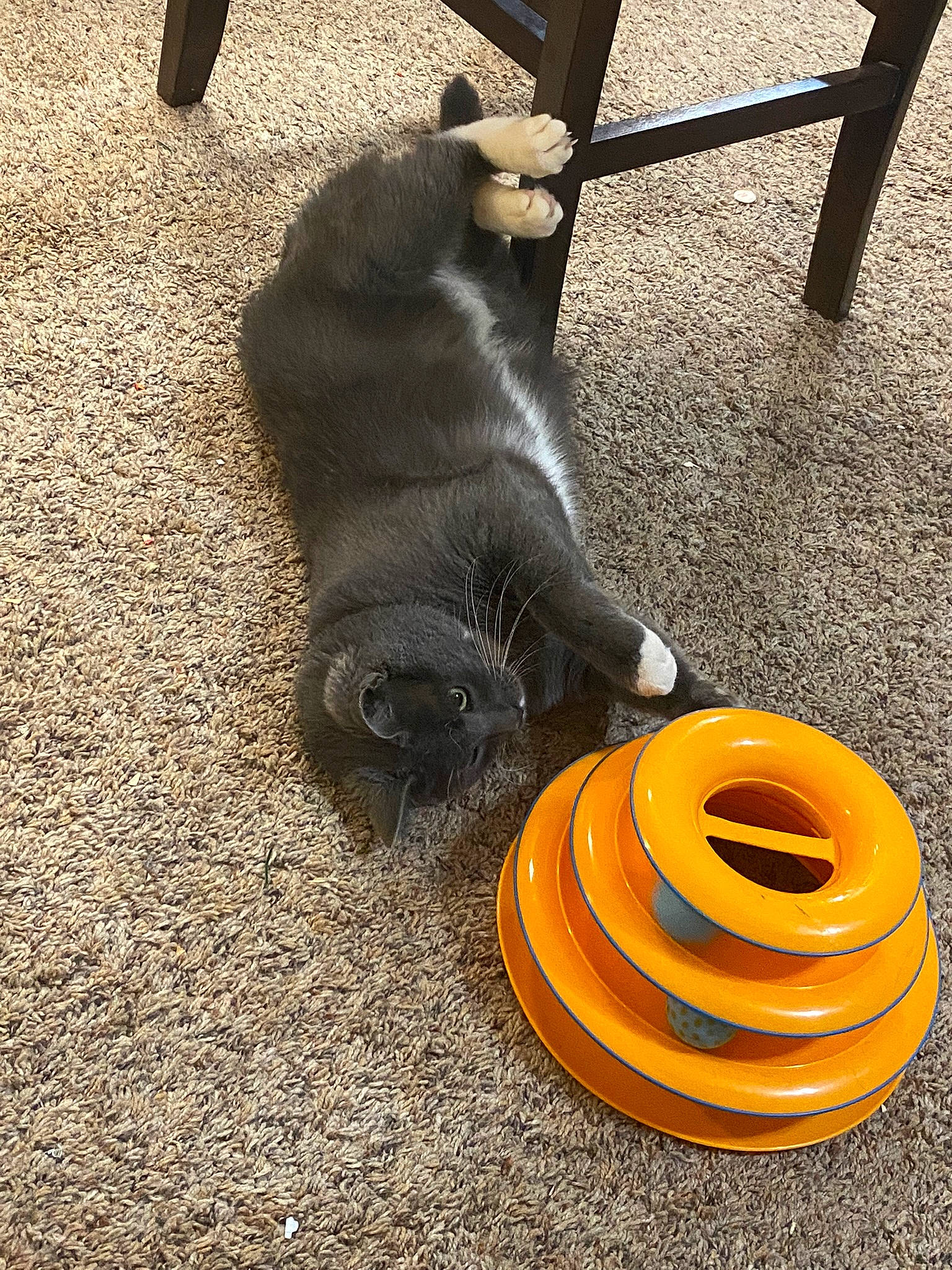 Harrison joined the competition — help win amazing prizes! asphalt, auto_part, automotive_tire, automotive_wheel_system, carnivore, circle, companion_dog, dog, dog_breed, fashion_accessory, felidae, flooring, pet_supply, road_surface, serveware, small_to_medium_sized_cats, tail, tar, tire_care, wood