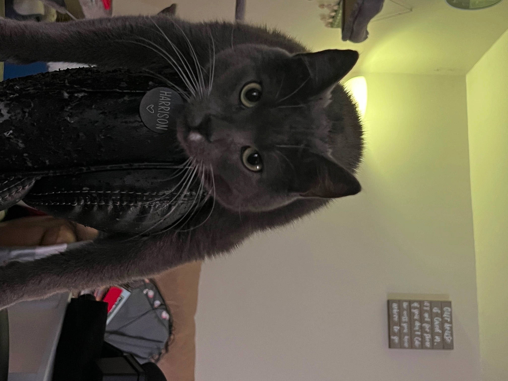 Harrison is registered to the contest to win money with this photo: black_cat, carnivore, cat, comfort, domestic_short_haired_cat, fashion_accessory, felidae, fur, room, russian_blue, small_to_medium_sized_cats, snout, tail, wall_plate, whiskers