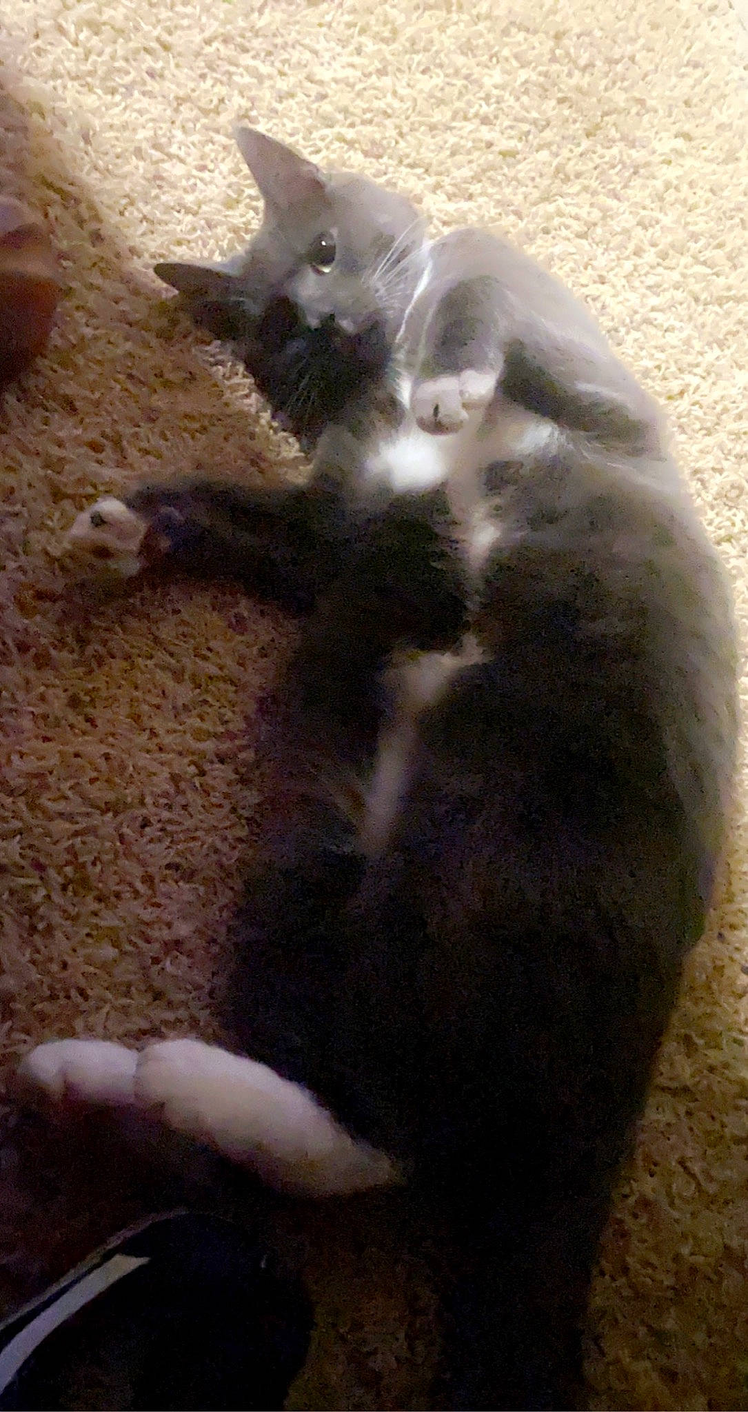 Harrison is registered to the contest to win money with this photo: cat, claw, comfort, dog_breed, domestic_short_haired_cat, felidae, fur, paw, small_to_medium_sized_cats, soil, tail, terrestrial_animal, whiskers, wood