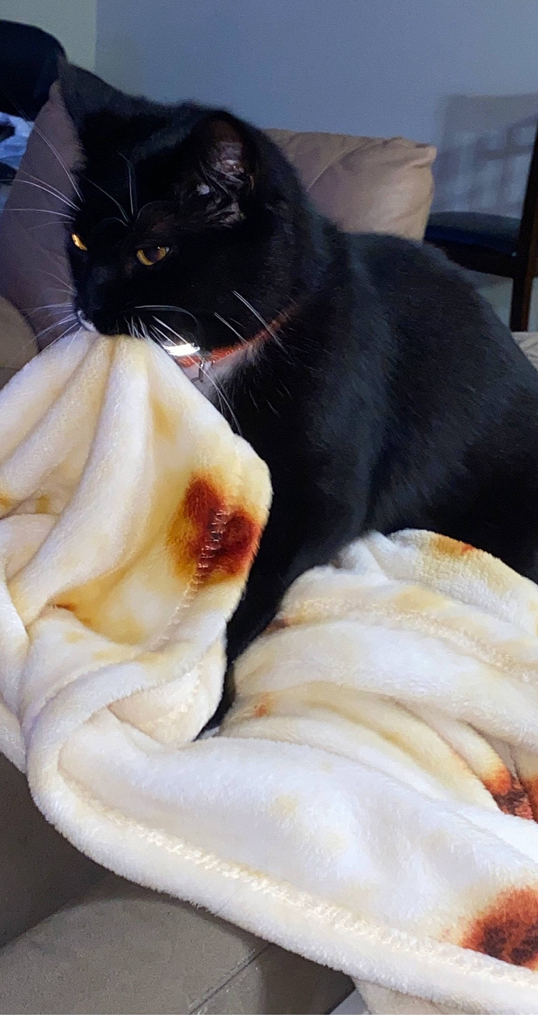 Blair joined the competition — help win amazing prizes! black_cat, bombay, carnivore, cat, chair, comfort, companion_dog, domestic_short_haired_cat, fawn, felidae, formal_wear, fur, linens, paw, small_to_medium_sized_cats, snout, tail, terrestrial_animal, whiskers