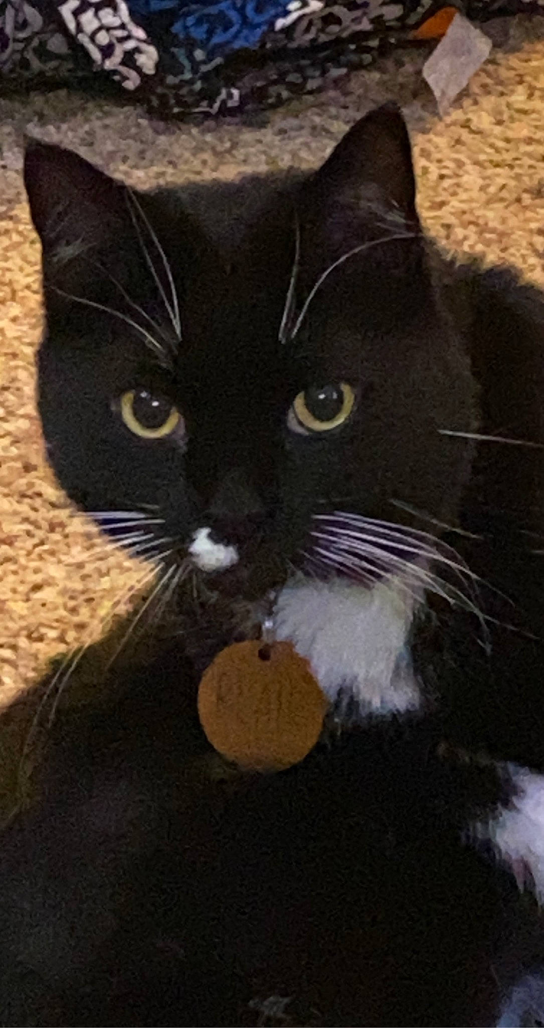 Blair is registered to the contest to win money with this photo: black_cat, carnivore, cat, claw, comfort, domestic_short_haired_cat, felidae, formal_wear, fur, small_to_medium_sized_cats, tail, terrestrial_animal, whiskers