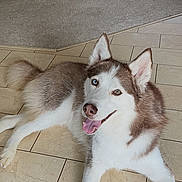 Blitz is registered to the contest to win money with this photo: dog, husky, heterochromia, tongue_out, pet, floor, tile_floor, indoor, living_room, fireplace, firewood, pet_bed, smiling, relaxed, fur, ears, white, brown, canine, animal